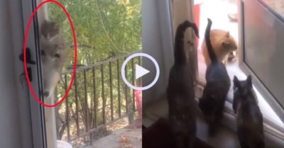 Video: Chú mèo trổ tài mở cửa giúp đồng loại vào nhà