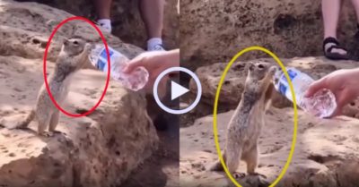 Video: Khoảnh khắc cô gái cho sóc uống nước hút triệu view