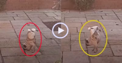 Video: Chú chó ‘trồng cây chuối’ điêu luyện