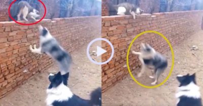 Video: Chú chó hổ báo bị mèo tung liên hoàn cước