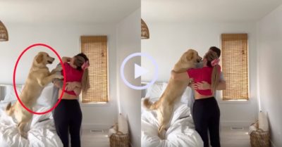 Video: Chú chó Gâu đần ghen tỵ khi thấy chủ ôm nhau