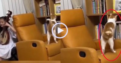 Video: Chú mèo giật đuôi, đánh nhịp theo tiếng đàn của bé gái