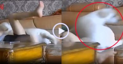 Video: Chú chó dở trò đẩy chủ nhân rớt ghế sofa