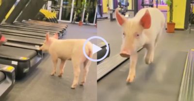 Video: Lợn dùng máy chạy bộ điêu luyện