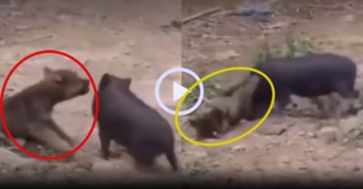 Video: Chú cún no đòn vì trót dại trêu lợn