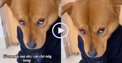 Video: Vẻ mặt hối lỗi của chú chó khi bị cô chủ mắng