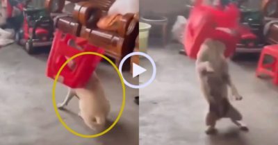 Video: Chú chó nhảy như múa lân vì kẹt đầu trong ghế nhựa