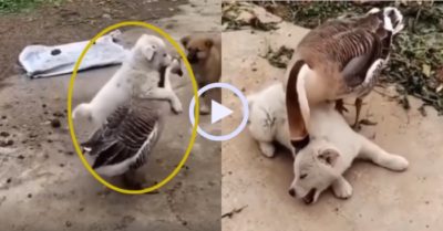 Video: Ngỗng trả đòn chó cưng vì bị bắt nạt năm xưa