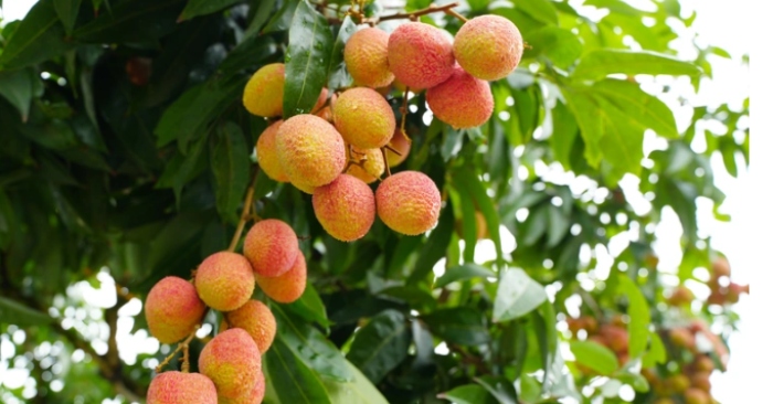 ăn vải có nóng không