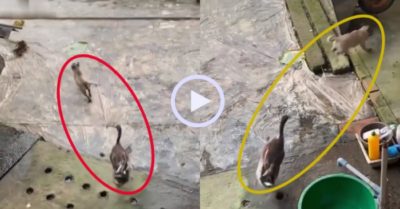 Video: Chú cún nhỏ chạy té khói vì bị vịt đuổi