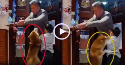 Video: Chú chó cuống cuồng giành bố của cậu chủ