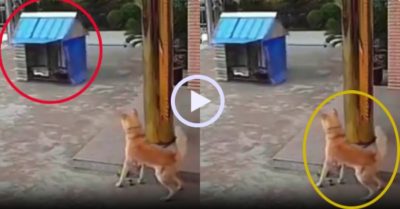 Video: Chú chó bất lực nhìn ngôi nhà bị gió cuốn đi