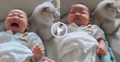 Video: Em bé ngủ ngon khi gối đầu trên lưng mèo