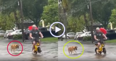 Video: Chủ cho chó cưng ‘lướt sóng’ khi đường ngập