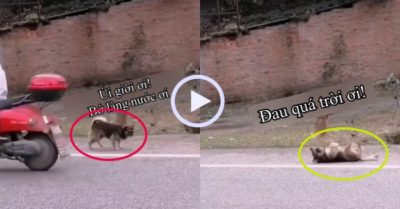 Video: Chú chó lăn lộn ăn vạ giữa đường khi xe máy đi ngang