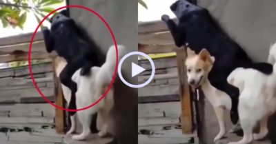 Video: Chó đen trèo lên lưng bạn để hóng chuyện hàng xóm