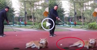 Video: Chú chó cản đường bóng vào lỗ golf
