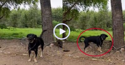 Video: Chó đen bị trêu vì sủa khi đang khàn tiếng