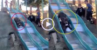 Video: Chó cưng thích thú chơi cầu trượt cùng lũ trẻ