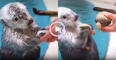 Video: Rái cá thích thú ăn mừng khi được quà