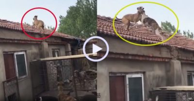 Video: Hai chú chó dùng ‘khinh công’ leo lên nóc nhà đùa giỡn