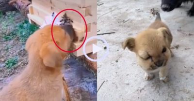 Video: Chú cún sưng vù mặt vì bị ong đốt