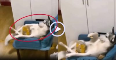 Video: Chó cưng tranh thủ hưởng thụ khi trông nhà