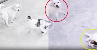 Video: Mèo lăn ra đất ăn vạ gặp ngay cao thủ diễn sâu