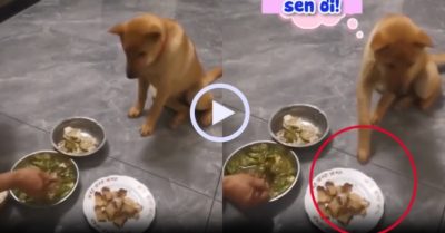 Video: Chú chó chỉ đĩa thịt khi được chủ cho ăn
