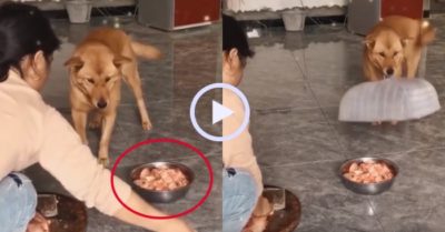 Video: Chó cưng lấy lồng bàn đậy thịt giúp chủ