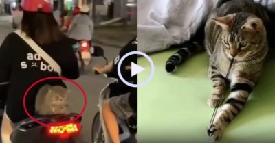 Video: Những chú mèo có gu giải trí độc lạ
