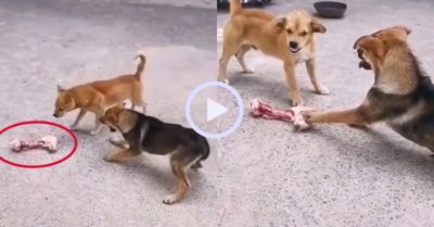 Video: Chú cún dùng sức mạnh cướp lấy khúc xương
