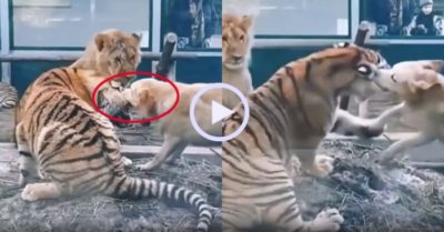 Video: Chó nhà kéo đầu hổ để bảo vệ sư tử