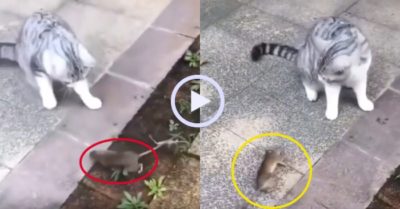 Video: Chuột lăn nhiều vòng rồi giả chết đánh lừa mèo