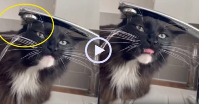 Video: Mèo cưng nhầm lẫn tai hại khi uống nước