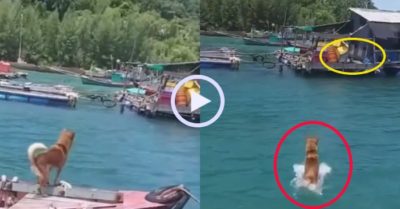 Video: Chú chó hung hăng vượt biển tìm đối thủ khẩu chiến