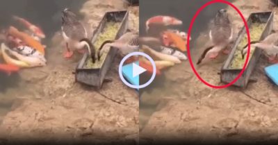 Video: Ngỗng lấy đồ ăn chia sẻ cho đàn cá dưới hồ