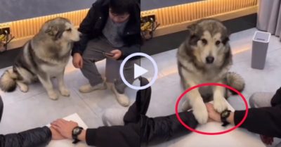 Video: Chú chó Husky biểu quyết hộ chủ