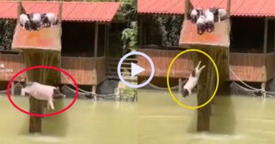 Video: Đàn lợn xếp hàng chơi cầu trượt