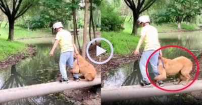 Video: Chú chó ôm chặt cậu chủ khi qua cầu khỉ
