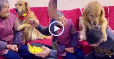 Video: Gâu đần thông minh bảo vệ cụ bà cao tuổi