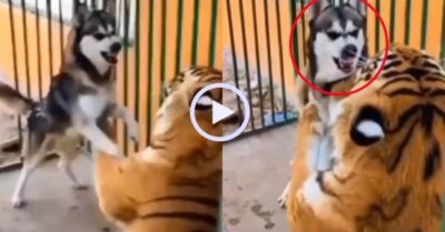 Video: Chó Husky hùng hồn lao vào dằn mặt chúa sơn lâm