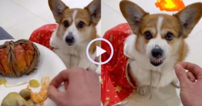 Video: Chó cưng nổi cáu vì chủ cho ăn không khí