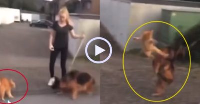 Video: Mèo vàng tung cước dạy dỗ chó becgie