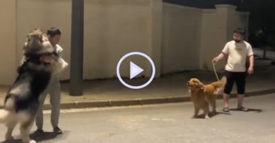 Video: Chó Alaska to lớn run sợ khi gặp đối thủ ‘tí hon’
