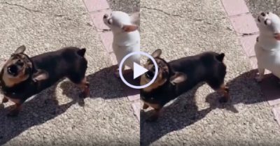 Video: Hai chú cún trổ tài gáy như gà