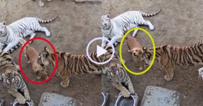 Video: Chú chó lớn giọng vì cậy được đàn hổ cưng chiều