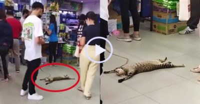 Video: Mèo cưng nằm dài ăn vạ giữa siêu thị