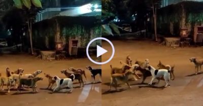 Video: Hai đàn chó hỗn chiến ‘giành địa bàn’