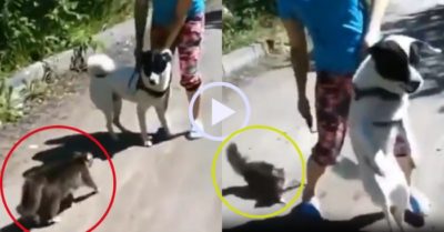 Video: Mèo cưng chặn đường lao vào tấn công chó hàng xóm